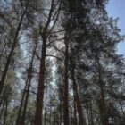 Studie: Agrarproduktion Hauptursache für Waldbrände in Südamerika