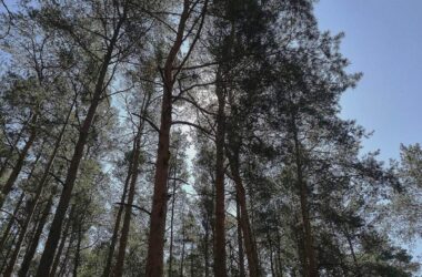 Studie: Agrarproduktion Hauptursache für Waldbrände in Südamerika