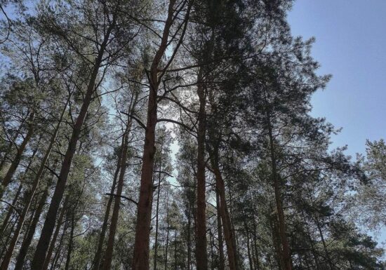 Studie: Agrarproduktion Hauptursache für Waldbrände in Südamerika