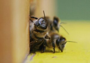 Bundestagsbienen haben harten Winter gut überstanden