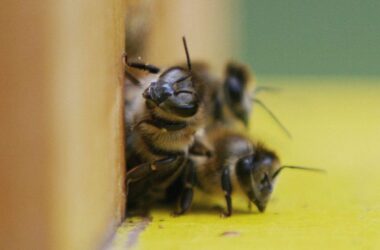 Bundestagsbienen haben harten Winter gut überstanden