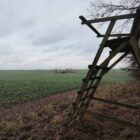 Wolfsangriff: Jagdverband für Auswilderung mit Sender oder Tötung