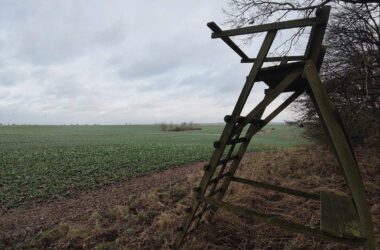 Wolfsangriff: Jagdverband für Auswilderung mit Sender oder Tötung