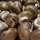 Studie: Deutsche wissen wenig über heimische Pilze