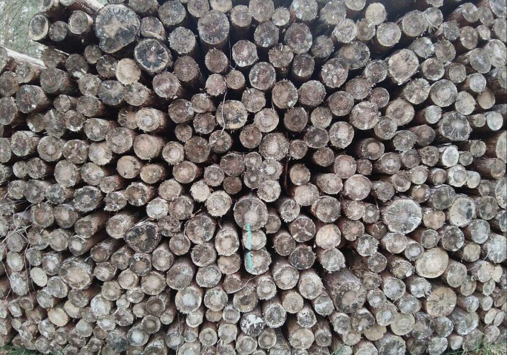 Deutschland legt Vorschläge zur EU-Entwaldungsverordnung vor