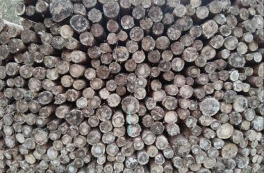 Deutschland legt Vorschläge zur EU-Entwaldungsverordnung vor