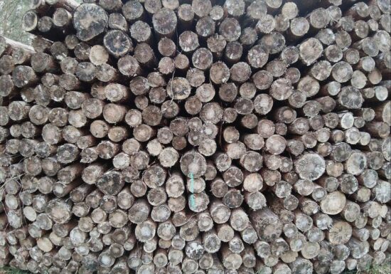 Deutschland legt Vorschläge zur EU-Entwaldungsverordnung vor