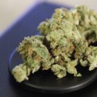 Rekordmenge an Cannabis beschlagnahmt