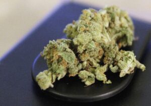 Rekordmenge an Cannabis beschlagnahmt