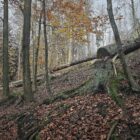 Trump-Regierung drängt Berlin zu Ausnahme in EU-Waldschutzgesetz