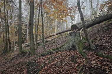 Trump-Regierung drängt Berlin zu Ausnahme in EU-Waldschutzgesetz