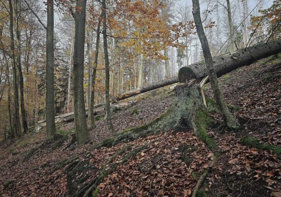 Trump-Regierung drängt Berlin zu Ausnahme in EU-Waldschutzgesetz