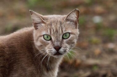 Tierheime stehen weiter unter erheblichem Druck