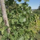 Weinerzeugung 2025 gesunken