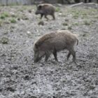 Fast 3.000 verstrahlte Wildschweine identifiziert und getötet