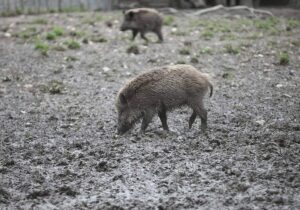 Fast 3.000 verstrahlte Wildschweine identifiziert und getötet