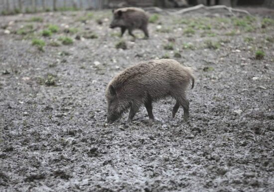 Fast 3.000 verstrahlte Wildschweine identifiziert und getötet