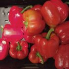 SPD-Wirtschaftsflügel will Mehrwertsteuersenkung für gesundes Essen