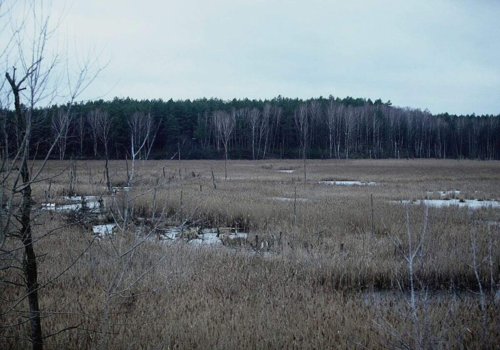 EU genehmigt deutsche Beihilfen für Moorwiedervernässung