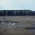 EU genehmigt deutsche Beihilfen für Moorwiedervernässung