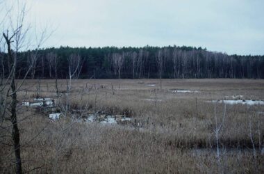 EU genehmigt deutsche Beihilfen für Moorwiedervernässung