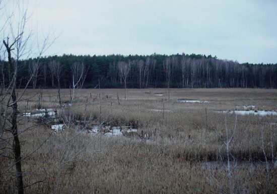 EU genehmigt deutsche Beihilfen für Moorwiedervernässung