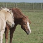 Jay Leno: Verbrennerautos werden Schicksal von Pferden teilen