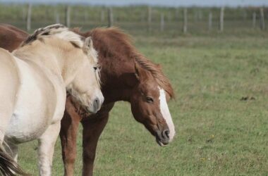Jay Leno: Verbrennerautos werden Schicksal von Pferden teilen