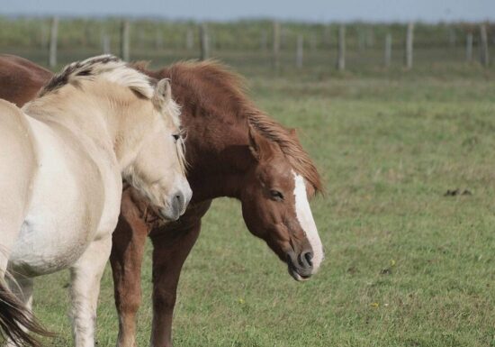 Jay Leno: Verbrennerautos werden Schicksal von Pferden teilen