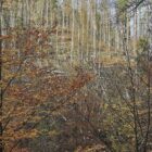 Wolf nach Vorfall in Hamburg ausgewildert