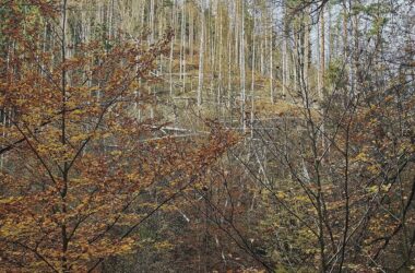 Wolf nach Vorfall in Hamburg ausgewildert