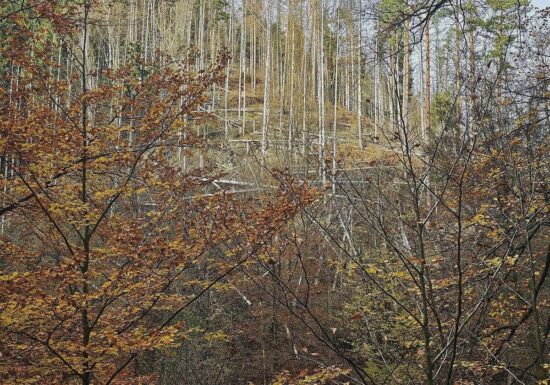 Wolf nach Vorfall in Hamburg ausgewildert