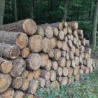 Holzeinschlag deutlich gesunken - Schadholzaufkommen halbiert