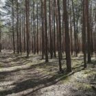 Waldzustand hat sich stabilisiert