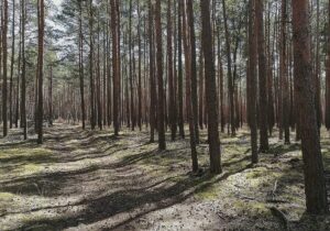 Waldzustand hat sich stabilisiert