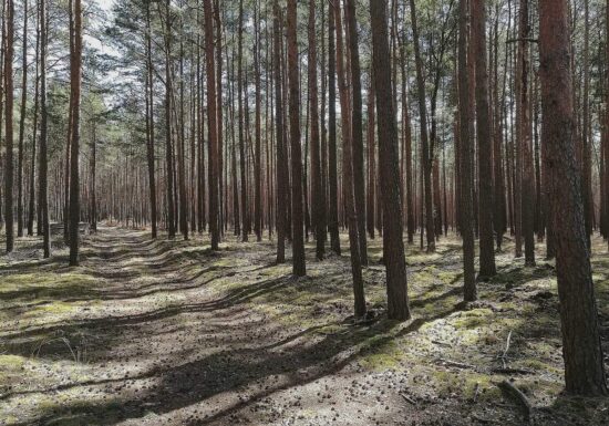 Waldzustand hat sich stabilisiert