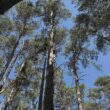 Waldzustand in Deutschland bleibt kritisch