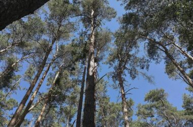 Waldzustand in Deutschland bleibt kritisch