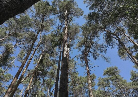 Waldzustand in Deutschland bleibt kritisch