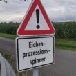 Ministerium: Gifteinsatz gegen Eichenprozessionsspinner möglich