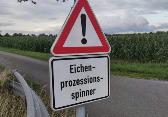 Ministerium: Gifteinsatz gegen Eichenprozessionsspinner möglich