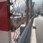 Formel 1: Antonelli sichert sich die Pole-Position in Monaco