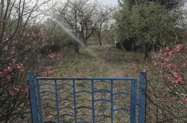 Gartenbesitzer in Deutschland fördern verstärkt Artenvielfalt