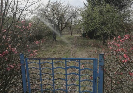 Gartenbesitzer in Deutschland fördern verstärkt Artenvielfalt