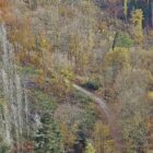 Forstkammer fordert mehr Engagement gegen Waldbrände