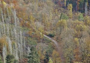 Forstkammer fordert mehr Engagement gegen Waldbrände