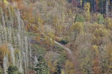 Forstkammer fordert mehr Engagement gegen Waldbrände