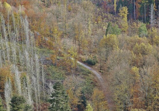 Forstkammer fordert mehr Engagement gegen Waldbrände