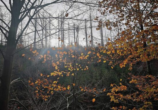 Studie: Bäume sterben in Europa zunehmend verfrüht ab