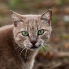 Tierärzte fordern bundesweite Kastrationspflicht für Katzen